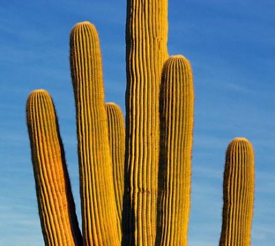 Saguaro Cactus 75938
