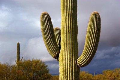 Saguaro Cactus 76415