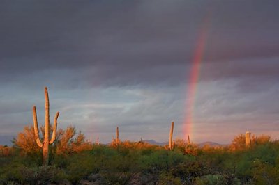 Sonoran Desert Gallery - Tucson Region