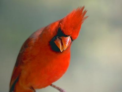 Cardinal 77284