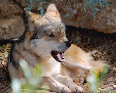 Mexican Wolf 77206