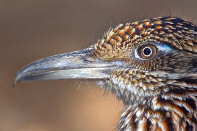 Roadrunner Closeup 77292