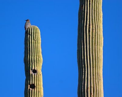 Woodpecker On A Cactus 77043