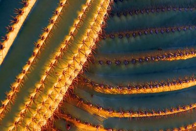 Saguaro Abstract 77402