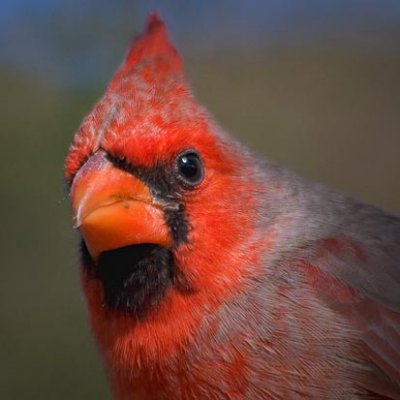 Cardinal Closeup 77310