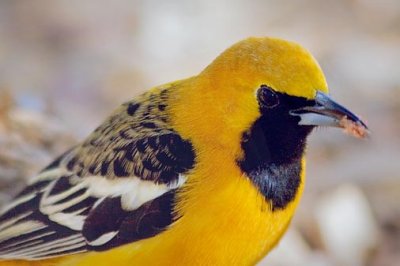 Orioles of the US Southwest