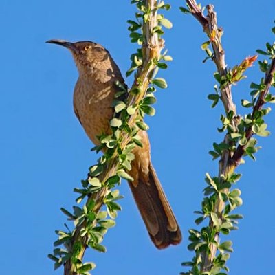 Curve-billed Thrashers of the US Southwest