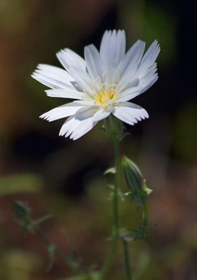 White Wildflower 20080322