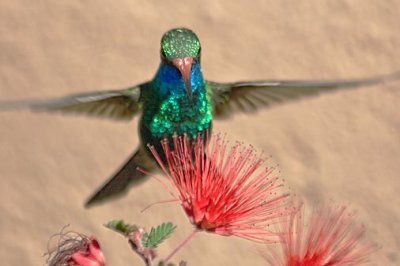 Hummer Homing In On A Fairy Duster 87444