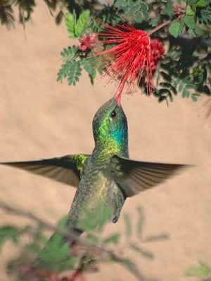 Hummingbird At A Fairy Duster 87441