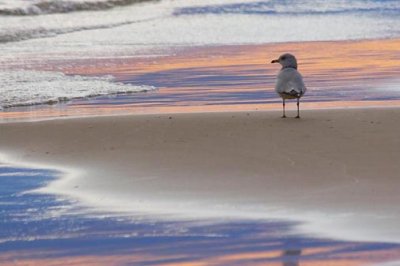 Gull At Sunset 69550-Crop1