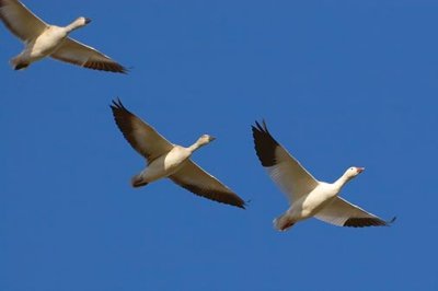 Snow Geese In Flight 72665