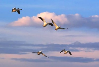 Snow Geese & Clouds 73288