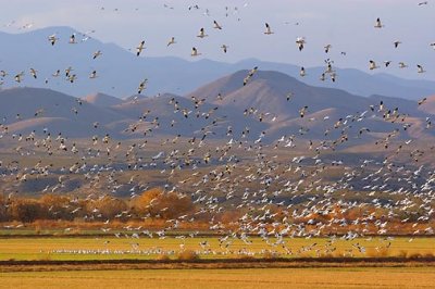 Snow Goose Fly-in 73247