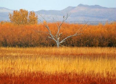 Bosque del Apache 73017