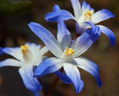 Blue & White Wildflowers 9344