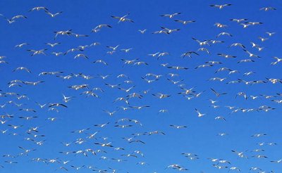 Big Flock Of Snow Geese 72630