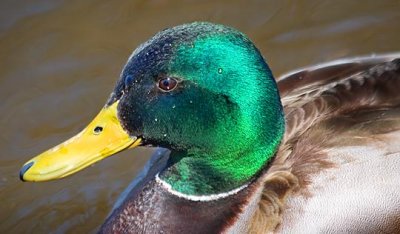 Duck Closeup 20080424