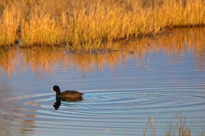 Swimming Coot 73332