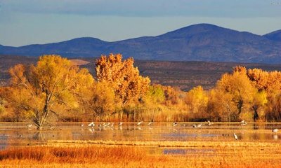 Bosque del Apache 73508