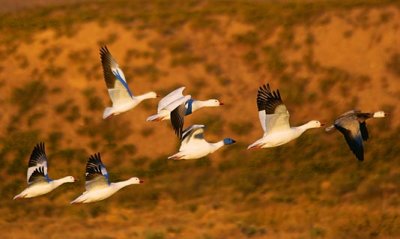 Snow Goose Fly-Out 73950