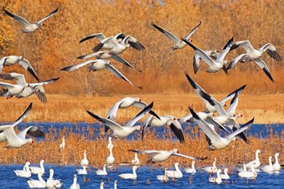 Snow Geese Fly-Out 72606
