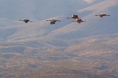 Cranes In Flight 73089