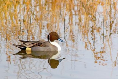 Pintail Duck Swimming 73018