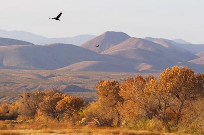 Bosque del Apache 72731