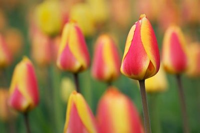Red & Yellow Tulips 88118