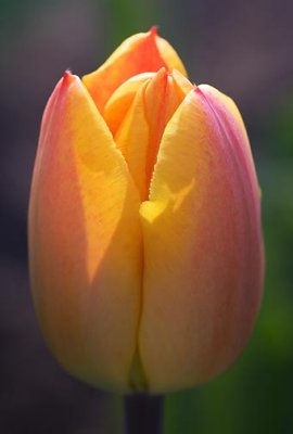 Sunstruck Gold Tulip 88143