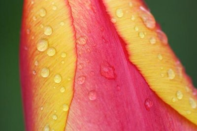 Raindrops On A Tulip 88223