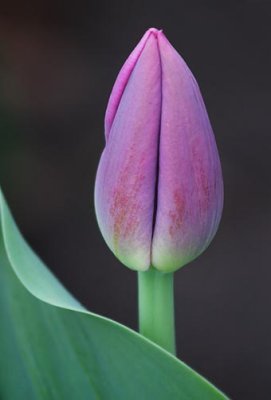 Young Purple Tulip 88247