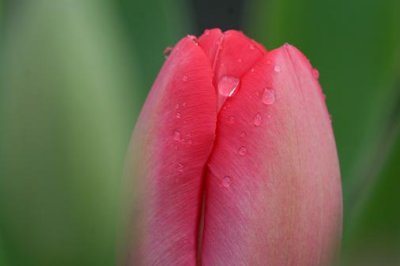 Raindrops On A Tulip 88187