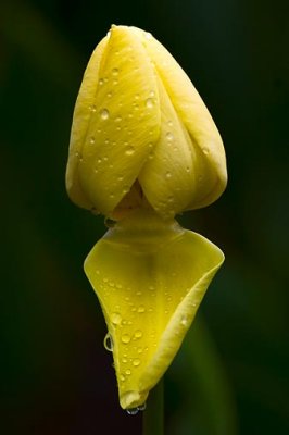 Wet Yellow Tulip 88213