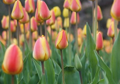 Tulips 9357