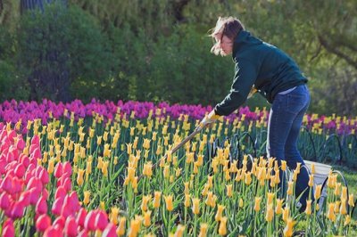 Tending The Tulips 88488