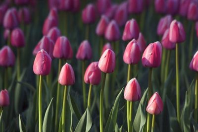 Sunlit Pink Tulips 88581