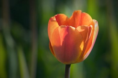 Sidelit Orange Tulip 88634