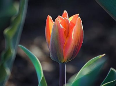 Backlit Orange Tulip 88607