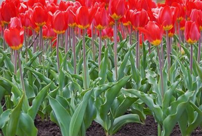 Red Tulip Bed 88643