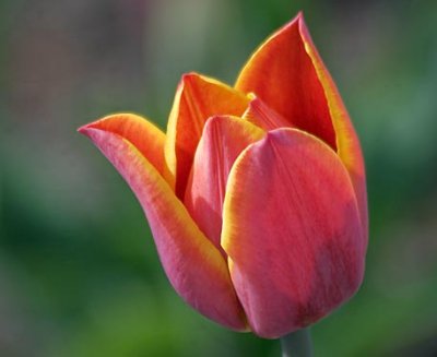 Red & Yellow Tulip 88698