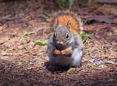 Red Squirrel 88899