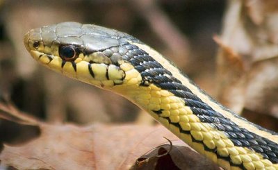 Garter Snake 88810