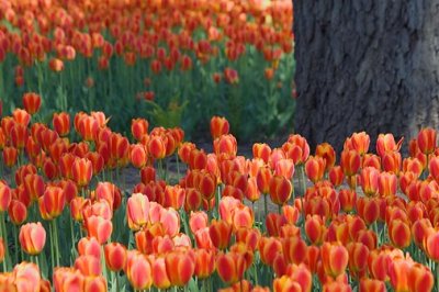 Orange Tulip Bed 89030