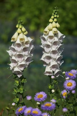 Linda's Flowers