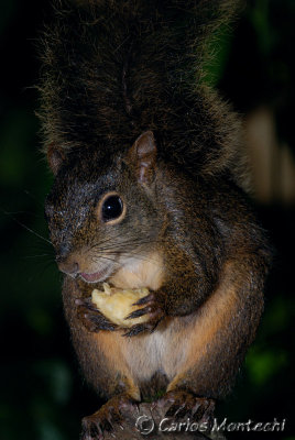 DSC_6093.jpg