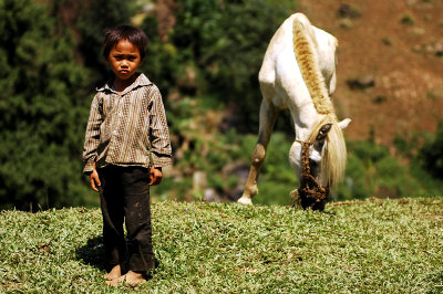 boy and horse