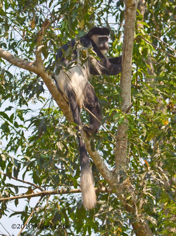 Colobus_9415