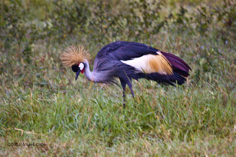 Crowned crane_9589